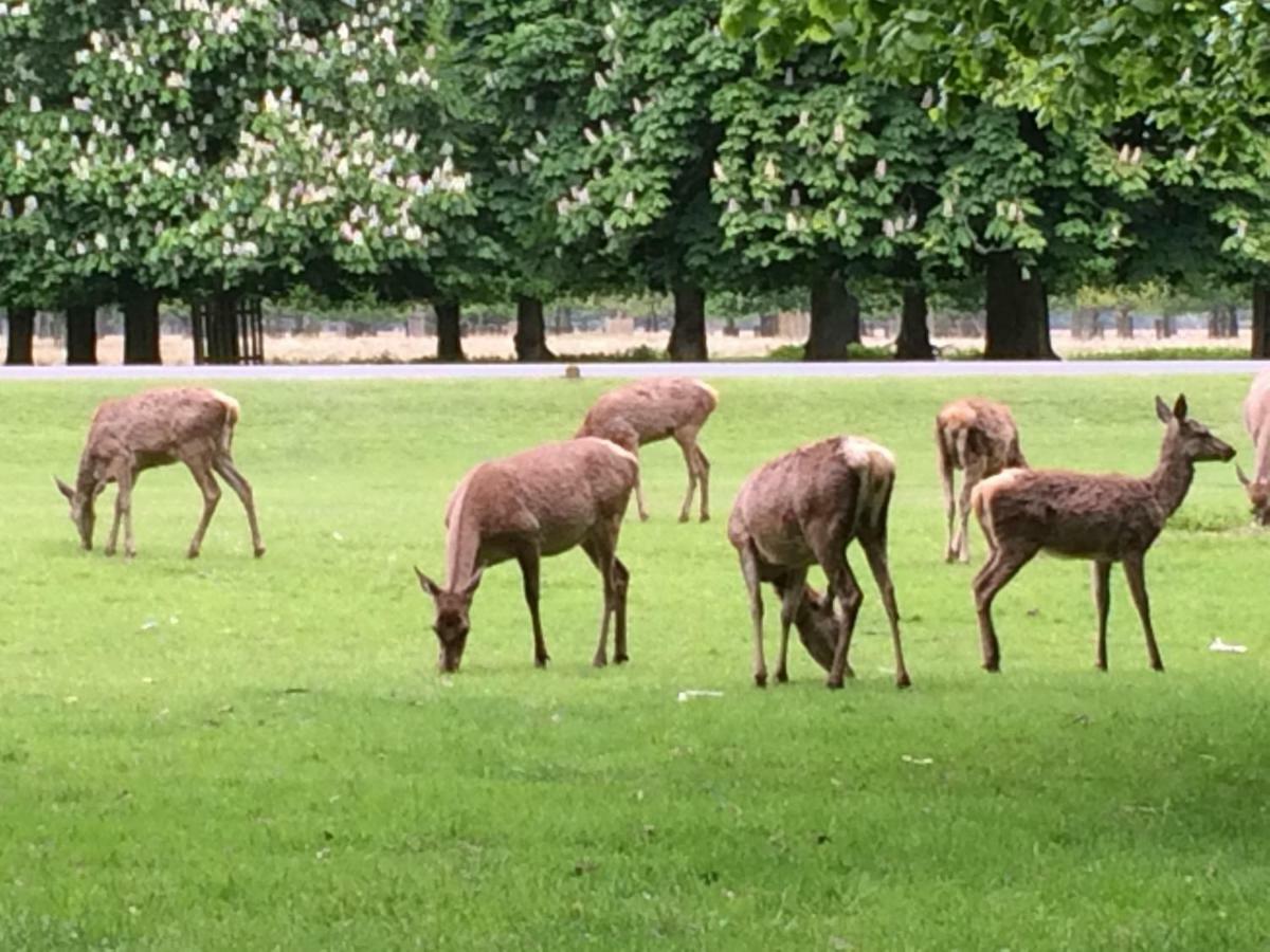 مبيت وإفطار تدينغتون Old Station Gardens, Sw London المظهر الخارجي الصورة